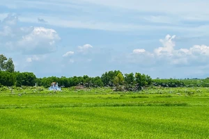 Hàng ngàn con cò ốc quý hiếm xuất hiện trên cánh đồng ở Quảng Trị