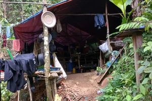 'Vàng tặc' dựng lán trại trong rừng phòng hộ ở Quảng Trị