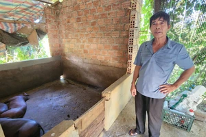 Hàng trăm con lợn chết, người dân miền núi Huế khóc ròng vì thua lỗ