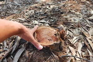 Vụ cưa hạ rừng phòng hộ ở Huế: Công an đang điều tra làm rõ