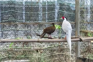 Bên trong nơi nhân giống gà lôi trắng và nhiều động vật sách đỏ ở Huế