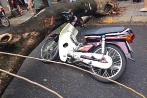 Quảng Trị: Cây phượng lớn bất ngờ bật gốc, 4 người đi đường thoát nạn