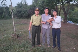 Thấy gà lôi trắng bay vào quán nước, người đàn ông liền báo chính quyền