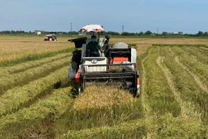 Nông dân vùng 'rốn lũ' ở Huế gặt lúa, chạy đua với bão số 5