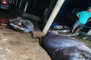 Sét đánh chết 2 con trâu đang ăn cỏ ngoài đồng