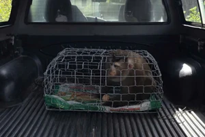 Khỉ đuôi lợn đi lạc vào vườn nhà, người dân bàn giao cho kiểm lâm