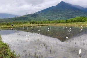 Sự thật hàng ngàn con cò trắng đứng bất động trên cánh đồng ở Huế