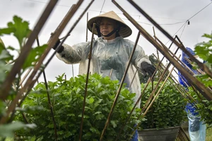 Bỏ dài trồng ngắn, nông dân Huế nơm nớp sợ 'Bà chẳng tha'