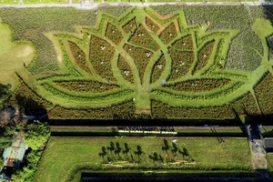 Đóa sen khổng lồ bất ngờ 'mọc' giữa Kinh thành Huế 