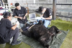 Sau 25 năm, gấu ngựa Misa tại Đà Nẵng được về nhà mới ở Bạch Mã