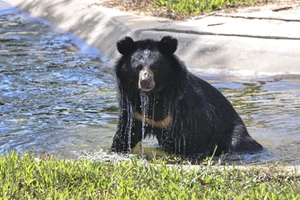 Đến thăm nơi những chú gấu được học lại cách làm... gấu