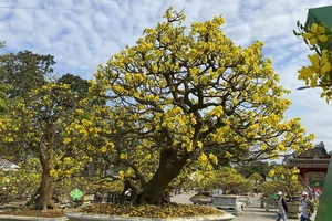 Chiêm ngưỡng những hoàng mai cổ thụ khoe dáng ở xứ Huế