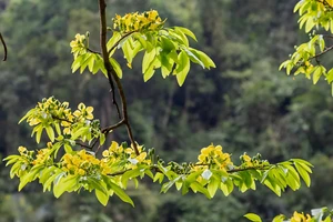 Ngắm rừng mai vàng cổ thụ hàng trăm năm tuổi giữa rừng già Đakrông