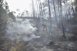 Huế: Cấm đốt vàng mã, thắp hương trong rừng khi nắng nóng