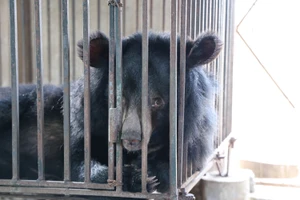 Cứu hộ thành công 2 con gấu ngựa nuôi nhốt tại Nghệ An