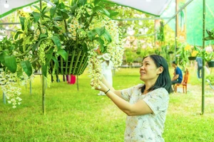 Ngắm hàng ngàn giò lan khoe sắc trong Đại nội Huế