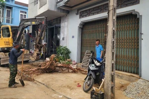 Huế: Cây xanh kém phát triển, sâu đục bị đốn hạ, bật gốc để chỉnh trang đô thị