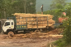 1 xã có 7 trạm cân keo tràm trái phép: Buộc dừng toàn bộ hoạt động