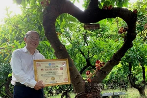 Độc đáo vườn cây Sa La kỷ lục Việt Nam tại Ninh Thuận