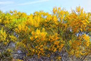 Đầu năm chiêm ngưỡng cung đường hoa vàng gây thương nhớ lòng người