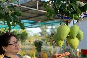 Bỏ qua mọi ưu phiền, về quê ngắm hoa xoài hiền hiền không sắc