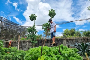 Choáng ngợp với vườn cải 'siêu mẫu' cao đến 3m, phải bắc thang mới hái được 