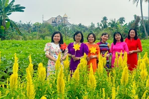 Trồng vườn hoa đủ màu sắc, đón 'người dưng' đến check-in miễn phí