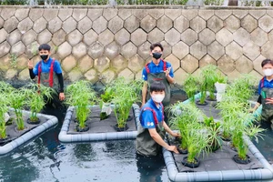  TP.HCM: Làm sạch kênh rạch với bè cây thuỷ sinh