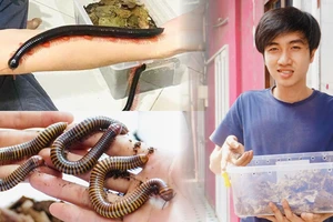 Chàng trai mê đi rừng 'săn' con cuốn chiếu về nuôi làm thú cưng