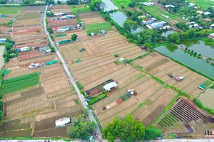  Cánh đồng hoa lớn nhất Bình Dương nhộn nhịp chuẩn bị vụ hoa Tết 