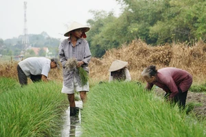 Thời tiết thất thường, người dân trồng kiệu ở Bình Dương thất thu vụ Tết