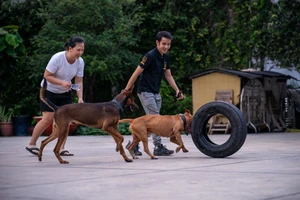 Thú vị chuyện làm ‘gia sư’ cho chó