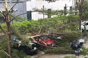 Dị thường: Bão số 5 chỉ 3 ngày đã đổ bộ, 12 giờ càn quét đất liền