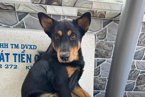 Vấn nạn trộm chó lại tiếp tục tái diễn ở Long An