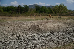 Việt Nam có hơn 11,8 triệu ha đất tự nhiên nguy cơ bị sa mạc hóa