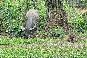 Nạn nhân và chủ trâu nói gì trong vụ ‘trâu húc 2 người ở Bình Chánh’