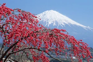 Phủ sóng WiFi trên núi Phú Sỹ