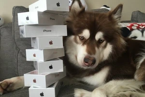 Mua iPhone 7 để tặng thú cưng