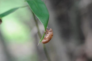 Cách chụp ảnh xóa phông bằng Google Camera