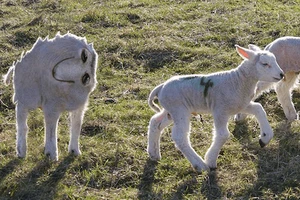 Những hình ảnh chết cười khi bạn có cha giỏi Photoshop