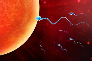 Để điện thoại trong túi quần có thể ảnh hưởng đến tinh trùng?