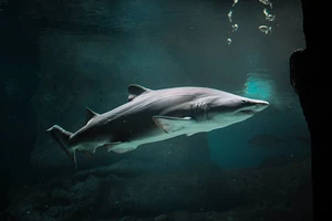 Ứng dụng chống virus chứa phần mềm độc hại, bạn nên gỡ ngay lập tức 