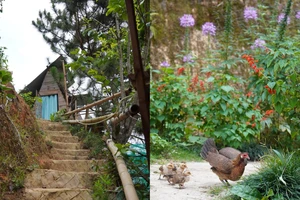 Vì sao người Việt thích đi du lịch theo nhóm thay vì đi một mình? 