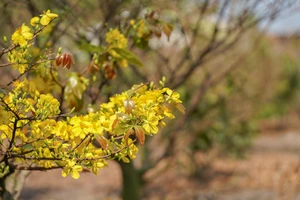 Điều gì khiến mai vàng Bình Lợi thu hút?