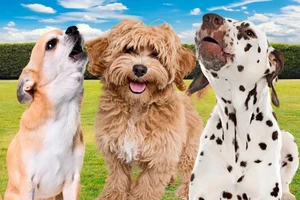 Công cụ AI giúp con người hiểu được tiếng chó sủa