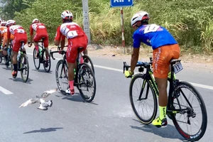 Xem chim bồ câu bay đua cùng Lê Nguyệt Minh ở Cúp Truyền Hình