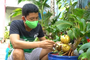 Video: Bonsai dừa hình hổ thu hút khách hàng từ Nam ra Bắc