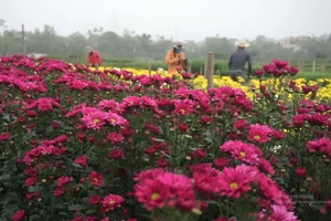 Video: Làng hoa Phù Vân bội thu mùa Tết Nguyên đán Nhâm Dần 2022