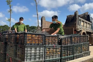 Video: Phát hiện hơn 2,8 tấn hoa quả không rõ nguồn gốc xuất xứ