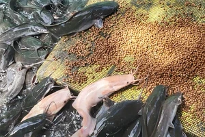 Video: Độc đáo đàn cá trê ăn trên cạn ở Cần Thơ 